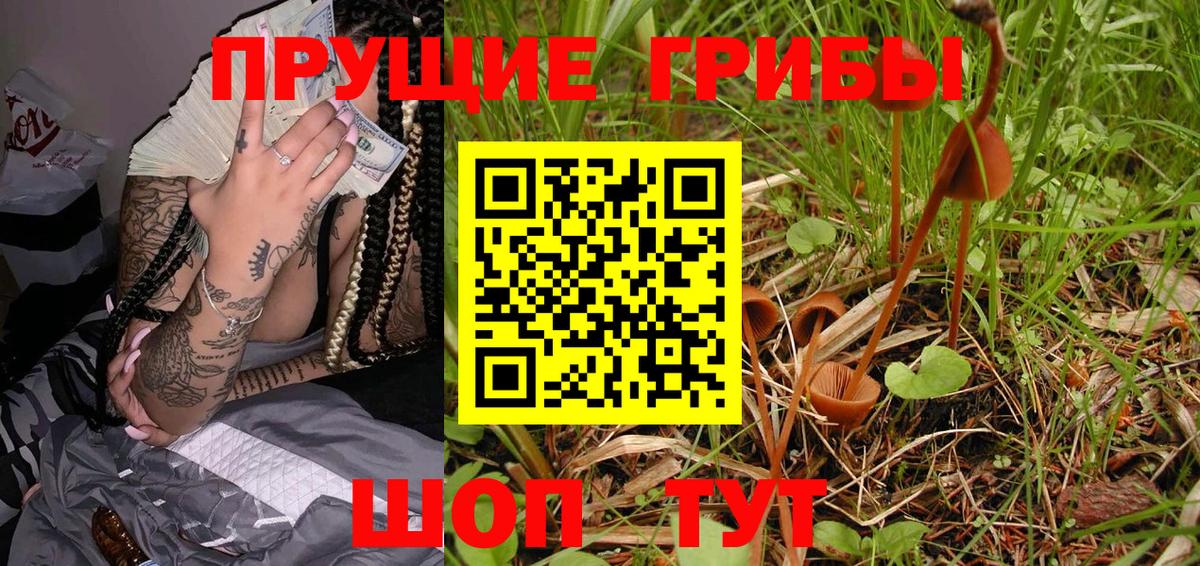 Галлюциногенные грибы Psilocybine cubensis Балашов